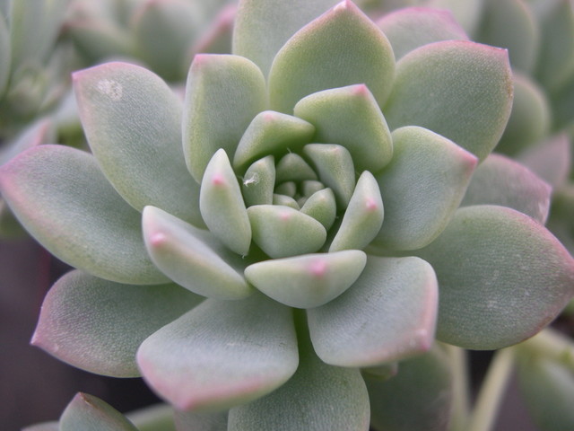 Mexican Snowball, Mexican Gem, Hen and Chicks, White Mexican Rose,اشوریا الگانس
